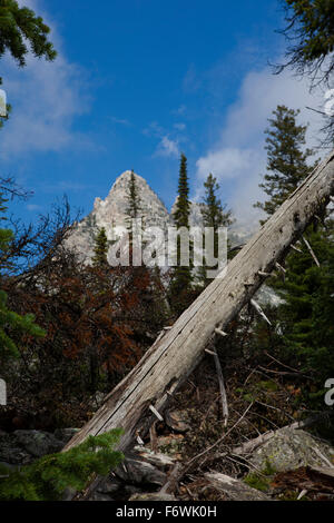 Dead tree, on Jenny Lake Trail, at Grand Teton National Park, Wyoming ...