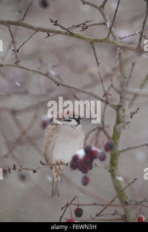 Tree Sparrow (Passer montanus) in snowfall. Europe Stock Photo