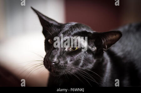 Close up of black oriental cat. Stock Photo