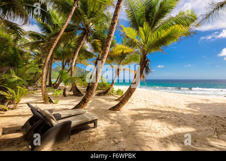 Palm trees on Anse Intendance beach at Seychelles, Mahe Stock Photo