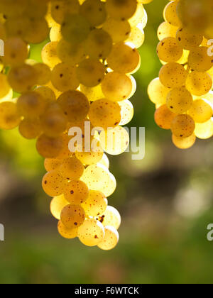 Canada,Ontario,Niagara-on-the-Lake, ripe white grapes on the vine light by sunlight. Vineyard grapes for white wine production. Stock Photo