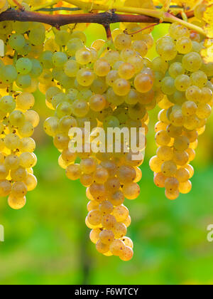 Canada,Ontario,Niagara-on-the-Lake, ripe white grapes on the vine light by sunlight. Vineyard grapes for white wine production. Stock Photo