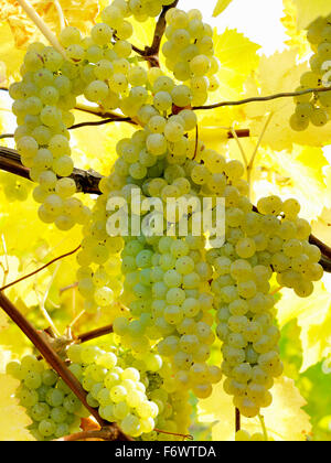 Canada,Ontario,Niagara-on-the-Lake, ripe white grapes on the vine light by sunlight. Vineyard grapes for white wine production. Stock Photo