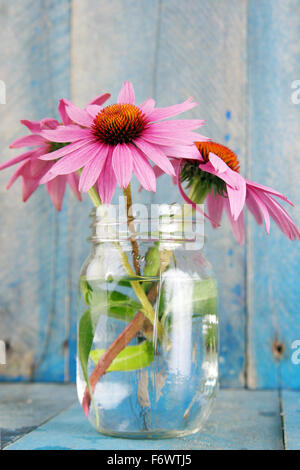 Pink echinacea flowers in glass jar on blue wood background vertical-bright Stock Photo