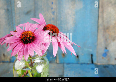 Pink echinacea flowers in glass jar on blue wood background Stock Photo