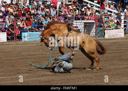 Cowboy protecting himself after being bucked off at the local rodeo Bucking Horse competition Stock Photo