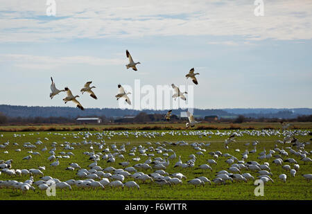 WASHINGTON - Snow geese flying from back of the flock to the front in a farm field at Skagit Wildlife Area on Fir Island. Stock Photo
