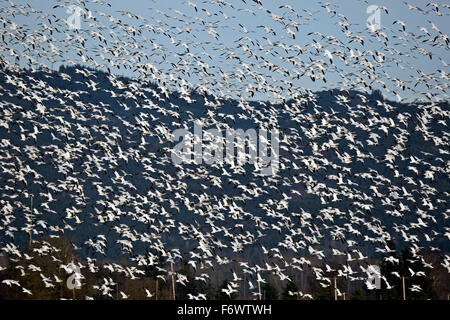 WA12076-00...WASHINGTON - Snow geese flying over the Skagit Wildlife Area on Fox Island near Mount Vernon. Stock Photo