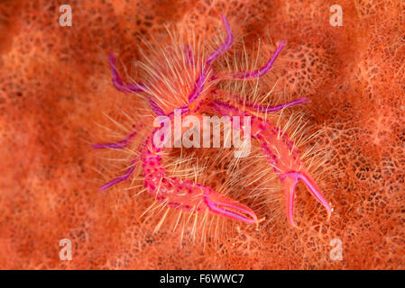 Lauriea siagiani, Pink Hairy Squat Lobster, Alor Archipelago, Indonesia, Sawu Sea, Pantarstrait, Indian Ocean Stock Photo