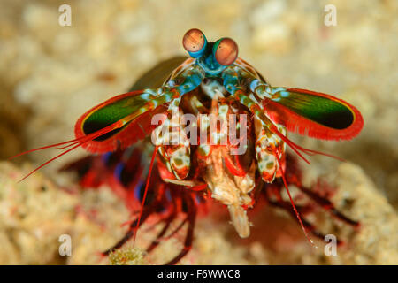 Odontodactylus scyllarus, Painted, Harlequin, or Clown Mantis Shrimp, Alor, Indonesia, Sawu Sea, Pantarstrait, Indian Ocean Stock Photo