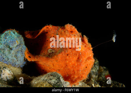 Antennarius pictus, Painted or Spotted anglerfish with esca, Lure, Alor, Indonesia, Sawu Sea, Pantarstrait, Indian Ocean Stock Photo