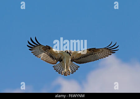 Osprey (Pandion haliaetus) in flight, hovering to look for fish below Stock Photo