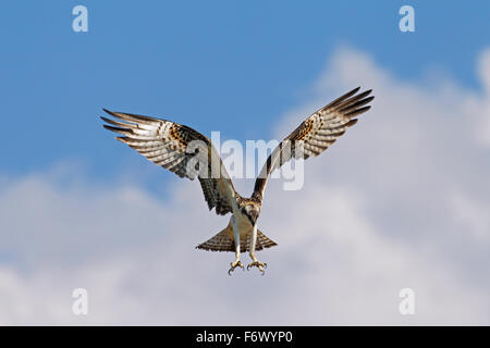 Osprey (Pandion haliaetus) hovering and ready to plunge for fish in lake Stock Photo