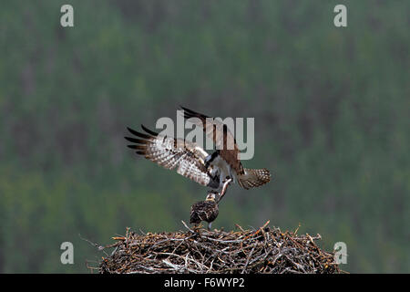 Osprey (Pandion haliaetus) feeding juvenile by bringing fish to nest in summer Stock Photo