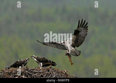 Osprey (Pandion haliaetus) feeding two juveniles by bringing fish to nest in summer Stock Photo