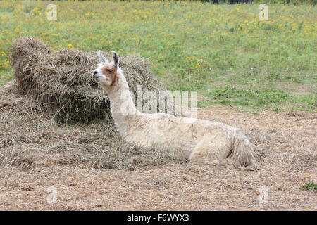 Llama on a small hobby farm, laying on a pile of straw. The Llama is a domesticated South American camelid Stock Photo