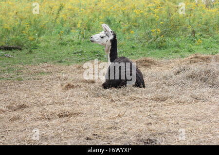 Llama on a small hobby farm, laying in a pile of straw. The Llama is a domesticated South American camelid Stock Photo