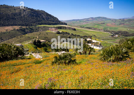 Blooming Flowers in the sicilian landscape, Ancient site of Segesta, Sicily, Italy Blooming Flowers in the sicilian landscape, Ancient site of Segesta, Sicily, Italy