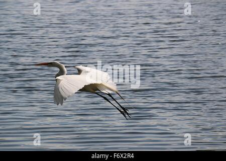 Great Egret (Ardea alba) flying over pond Stock Photo