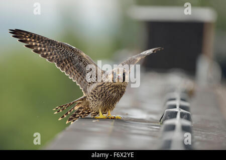 Young Peregrine Falcon ( Falco peregrinus ) sits at the edge of a roof on top of an industrial building, beating its wings. Stock Photo