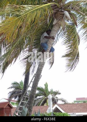 man climbing up a palm tree Stock Photo