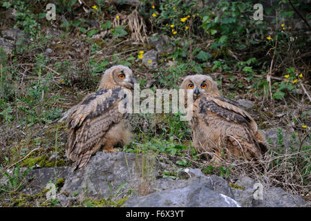 Two young Northern Eagle Owls / Europaeische Uhus ( Bubo bubo ) sitting next to each other on rocks of an old quarry, wildlife.
