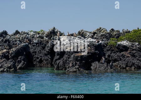 Blue-footed Boobies (Sula nebouxii) & Galapagos Penguins (Spheniscus mendiculus) on the rocks near Las Tintoreras, Isla Isabela Stock Photo