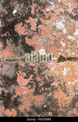 Moss and lichen on an old red brick wall. Stock Photo