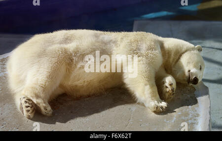 Beautiful white bear sleeps in a zoo Stock Photo