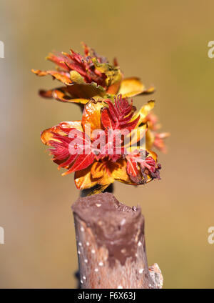 Beautiful multi-colored leaves on a tree is photographed close-up Stock Photo