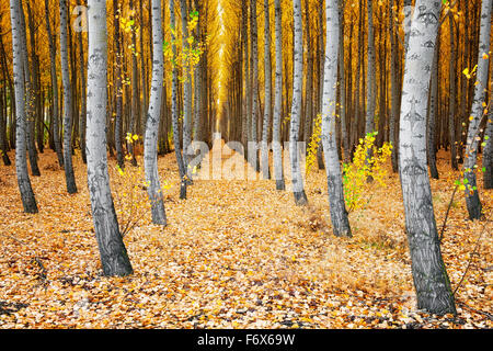 The Boardman Tree Farm in eastern Oregon’s Morrow County grows thousands of Pacific Albus popular trees. Stock Photo