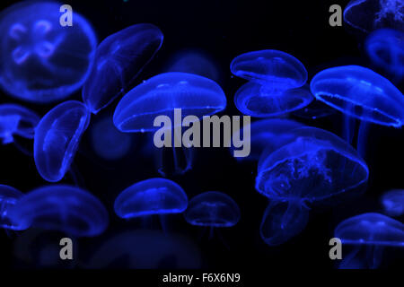 School of moon jellyfish against black background
