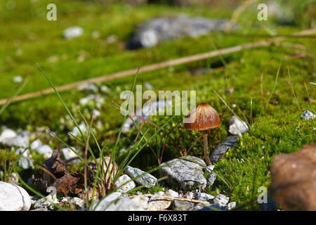 Mushroom growing on a carpet of moss and granite pebbles Stock Photo