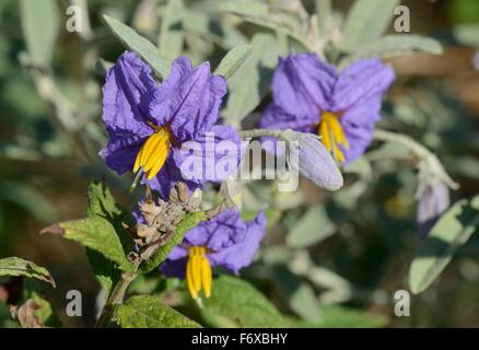 Silverleaf Nightshade Hi Res Stock Photography And Images Alamy