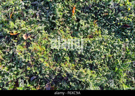 view from above on the frozen plants Stock Photo