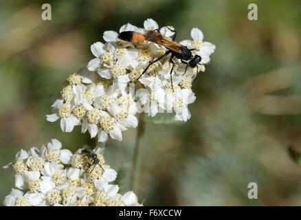 Common Yarrow with wasp Stock Photo