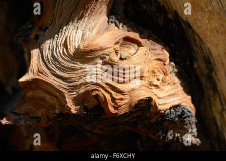 Closeup of wood grains from a tree branch Stock Photo