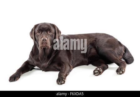 Chocolate labrador retriever lying on a white background Stock Photo