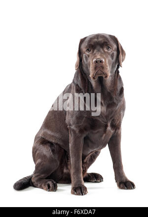 Big gentle chocolate labrador retriever sitting Stock Photo