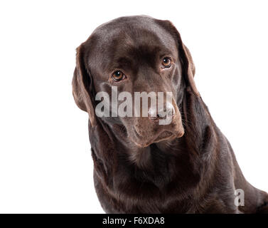 Lovely chocolate labrador sitting on white background Stock Photo
