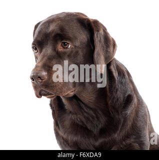 Head and shoulders portrait of a gentle lovable chocolate labrador retriever Stock Photo