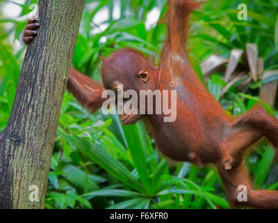 Wild Borneo Orangutan Stock Photo