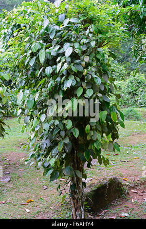 Black pepper (Piper nigrum) plant, Mahé Island, Seychelles Stock Photo