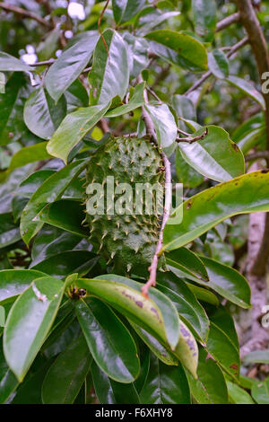 Soursop (Annona muricata) fruit, medicinal plant, Mahé Island, Seychelles Stock Photo