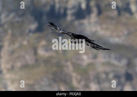 Alpine chough, High Tauern National Park, Carinthia, Austria, Europe / Pyrrhocorax graculus Stock Photo