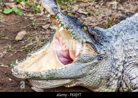 an huge crocodile with open mouth lying on the ground Stock Photo