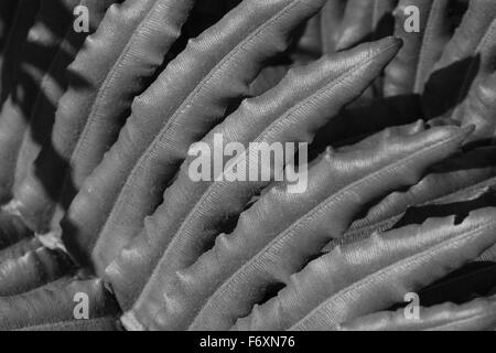 Leaf with bipinnate leaflets Stock Photo - Alamy