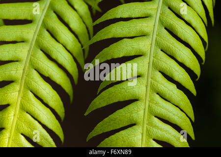 Leaf with bipinnate leaflets Stock Photo - Alamy