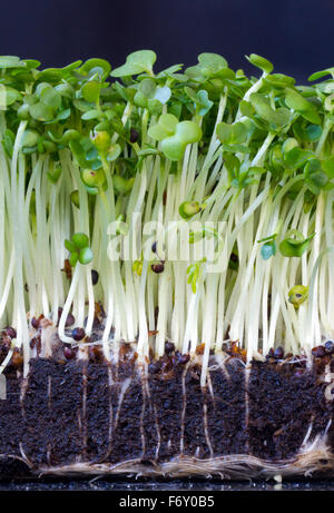 Close-up of garden cress including root structure Stock Photo