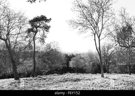 large daffodil fields woods in essex england, london canary wharf can be seen in the distant through the trees Stock Photo